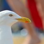 seagull-183229_1280